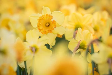 Tuinposter Colorful blooming flower field with yellow Narcissus or daffodil closeup during sunset. © Sander Meertins
