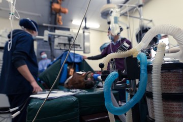 Female surgeon examining a horse in operation theatre