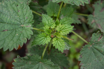 Nettle Leaves in Autumn