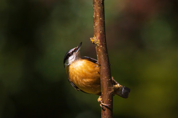 Eurasian or wood nuthatch bird (Sitta europaea) perched on a branch, foraging in a forest