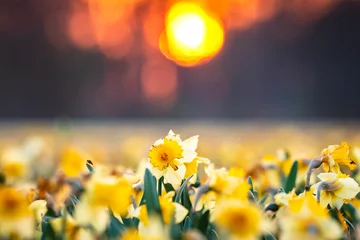 Fototapeten Buntes blühendes Blumenfeld mit gelber Narzisse oder Narzissennahaufnahme während des Sonnenuntergangs. © Sander Meertins