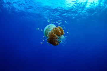 Mosaic Jellyfish, Thysanostoma thysanura