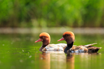 Closeup of red-crested pochard (Netta rufina) waterfowl, low point of view.