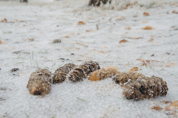 A long bump lying in the snow. Winter background.