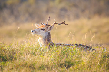 Fallow deer stag Dama Dama with big antlers resting
