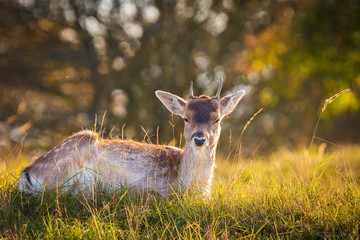 Fallow deer Dama Dama doe, hind or fawn in Autumn