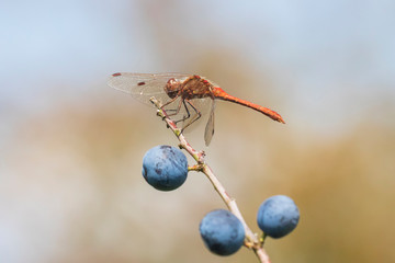 Male Vagrant darter Sympetrum vulgatum resting