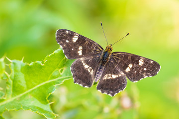 The map butterfly araschnia levana open wings close-up