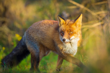 Fototapeta premium Dziki lis rudy Vulpes Vulpes wieczorem zachód słońca