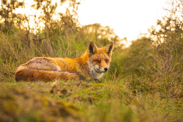 Wild red fox Vulpes Vulpes evening sunset