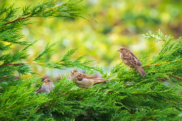 House Sparrow bird (passer domesticus) foraging in a hedge