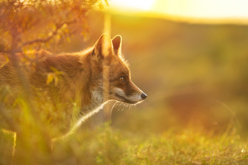 Wild red fox Vulpes Vulpes evening sunset - obrazy, fototapety, plakaty