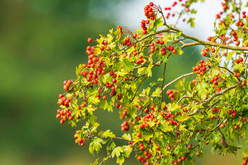 Orange fruit berries of a Sorbus aucuparia tree, Blooming in bright sunlight during Autumn.