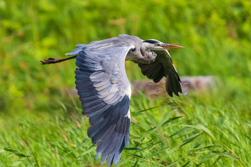 Great blue heron Ardea herodias flying, green surroundings