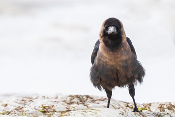 Closeup of a House crow Corvus splendens bird