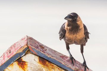 Closeup of a House crow Corvus splendens bird