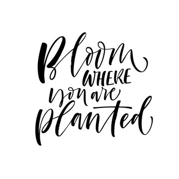 Bloom where you are planted card. Hand drawn modern calligraphy. Vector ink illustration.