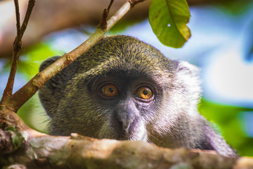 Wild blue or diademed monkey Cercopithecus mitis primate in a evergreen montane bamboo jungle habitat