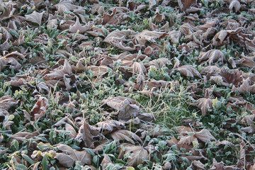 Frost on green grass and dried leaves in the winter garden. Winter background with selective focusin the winter garden. Winter background with selective focus
