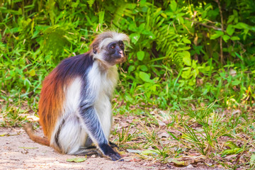 Wild Zanzibar Red Colobus Monkey, Procolobus kirkii, in Jozani Chwaka Bay National Park