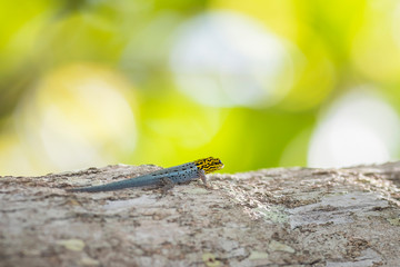 dwarf yellow-headed gecko Lygodactylus luteopicturatus climbing a tree.