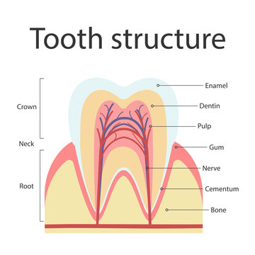The structure of human teeth. The structure of the inside cross-section of the tooth. Vector illustration.