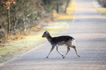 Fallow deer fawn crossing a road