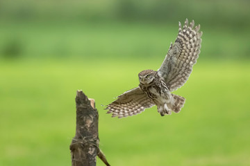 Fototapeta premium Little owl, Athene noctua, bird of prey in flight