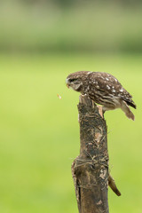 Closeup portrait Little owl, Athene noctua, perched while hunting