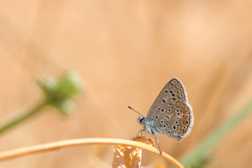 Common Blue butterfly, Polyommatus icarus