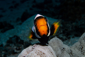 Fototapeta na wymiar Saddleback Clownfish, Amphiprion Polymnus