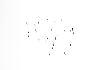 silhouette a flock of birds in the sky on white background