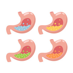 Human stomach icon. Digestive system anatomy. Human internal organs symbol. Vector illustration.