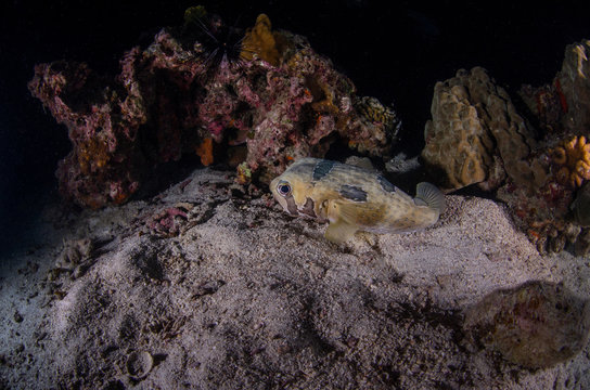 Black-Blotched Porcupinefish (Diodon liturosus) hiding in a cave on the coral reef of Koh Tao, Thailand