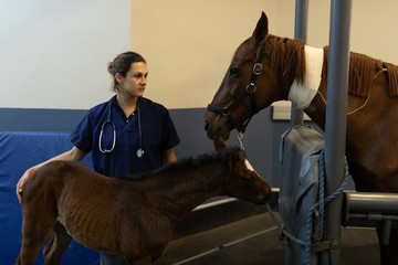 Female surgeon standing with horse and foal