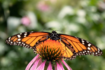 Monarch on echinacea