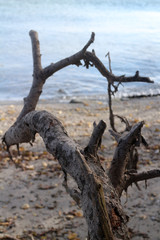 driftwood and blue water