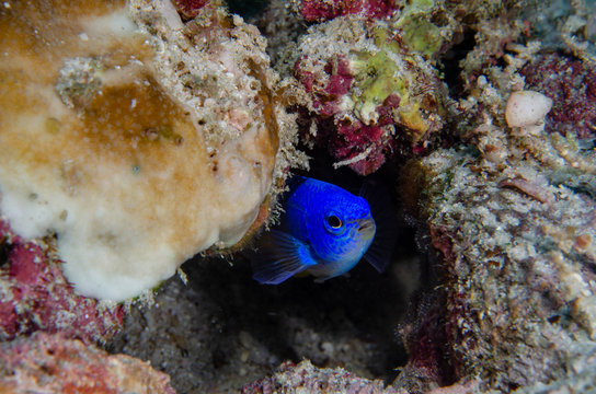 Yellowtail/goldtail blue damselfish (Chrysiptera parasema) in its hideout on the coral reef in Koh Tao, Thailand