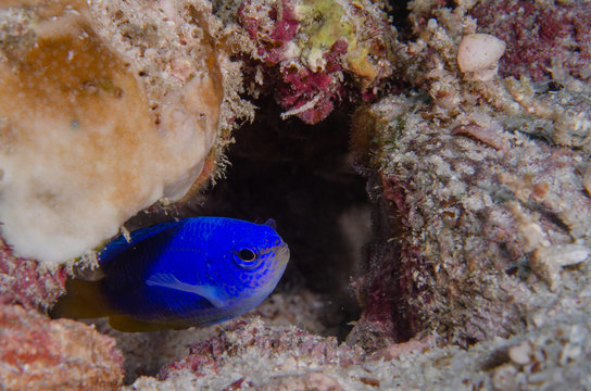 Yellowtail/goldtail blue damselfish (Chrysiptera parasema) in its hideout on the coral reef in Koh Tao, Thailand