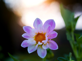 Fototapeta premium Close Up African Daisies in park