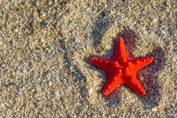 Red starfish on send at the beach