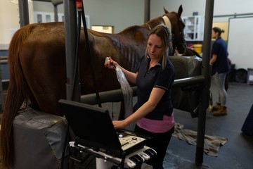 Female surgeon examining a horse in hospital