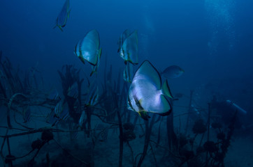 School of Batfish in Junkyard artificial reef at Koh tao Thailand