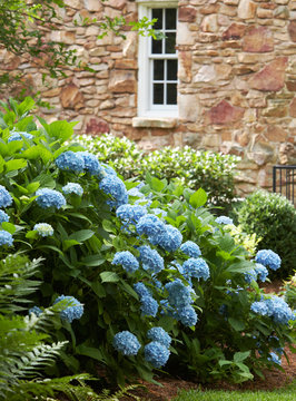 Blue hydrangeas in garden