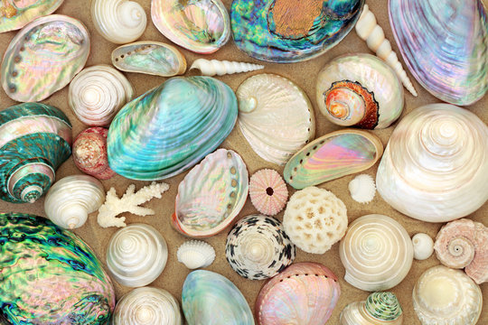 Large seashell selection on beach sand.
