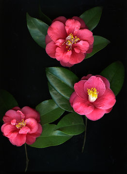 Pink camellias on black background