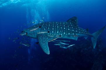Fototapeta premium Whale Shark, Rhincodon Typus