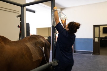 Female surgeon examining a horse in hospital