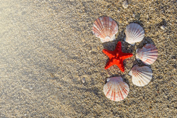 Red starfish and shells arranged on sand at the beach