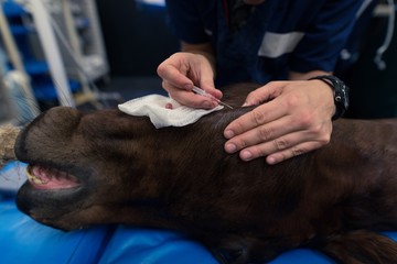 Female surgeon operating a horse in operation theatre